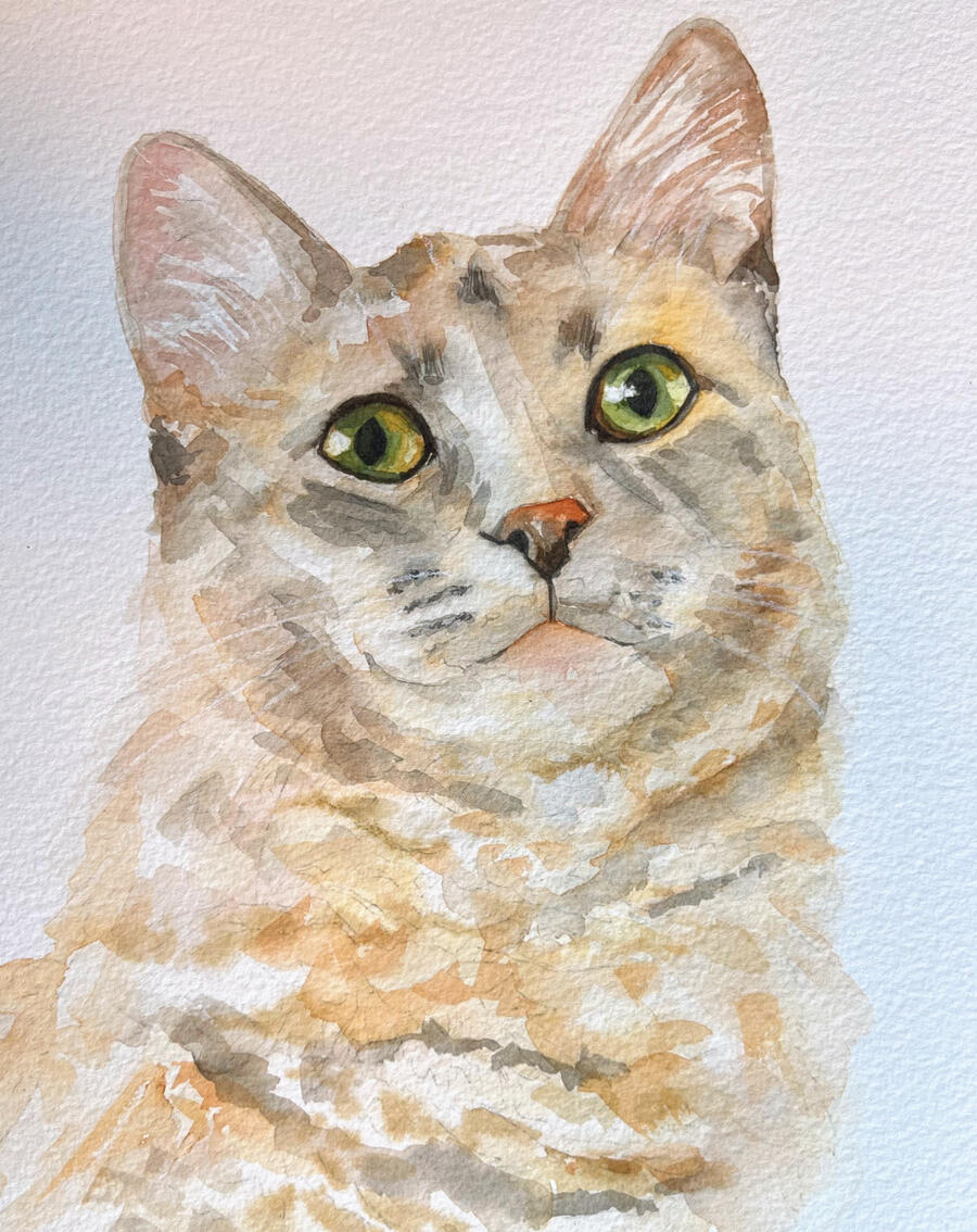 Dunkin the Cat Colour Portrait